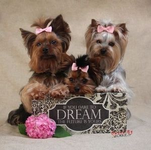 Meet your Posher, Lily